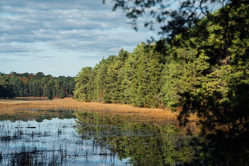 Bass River State Forest